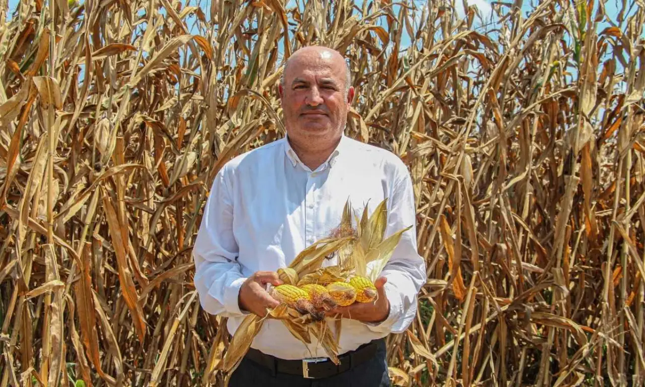 akdenizgercekadanada-misir-ekim-alani-artti-sicak-hava-verimi-dusurdu4.webp