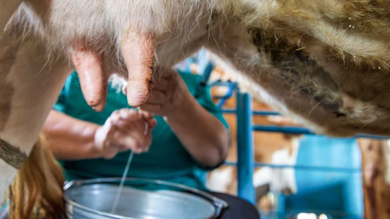 750 Tl’ye Yem Alan Üretici Sütünü 18 Tl’ye Satamıyor2