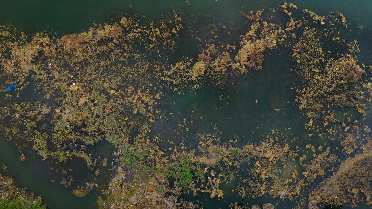 Adana’da Seyhan Nehri Yosun Ve Kirlilik İstilasına Uğradı 3