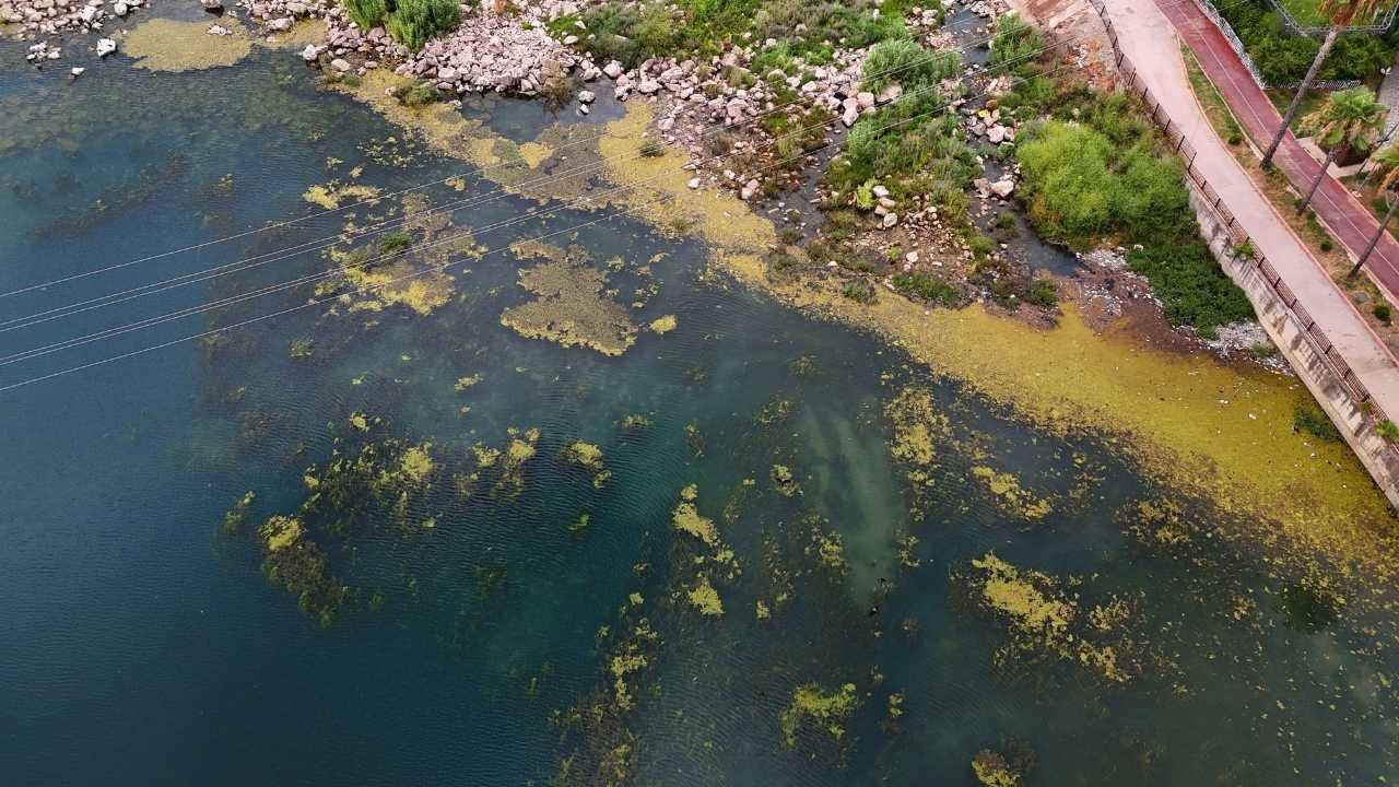 Adana’da Seyhan Nehri Yosun Ve Kirlilik İstilasına Uğradı 4