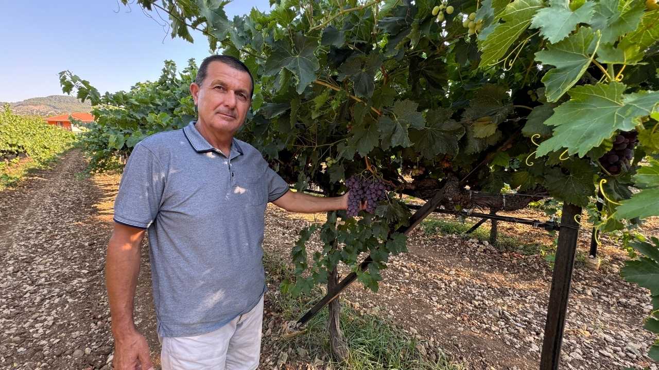 Antalya Akseki’nin Üzüm Bağlarında Hasat Heyecanı Başladı 2