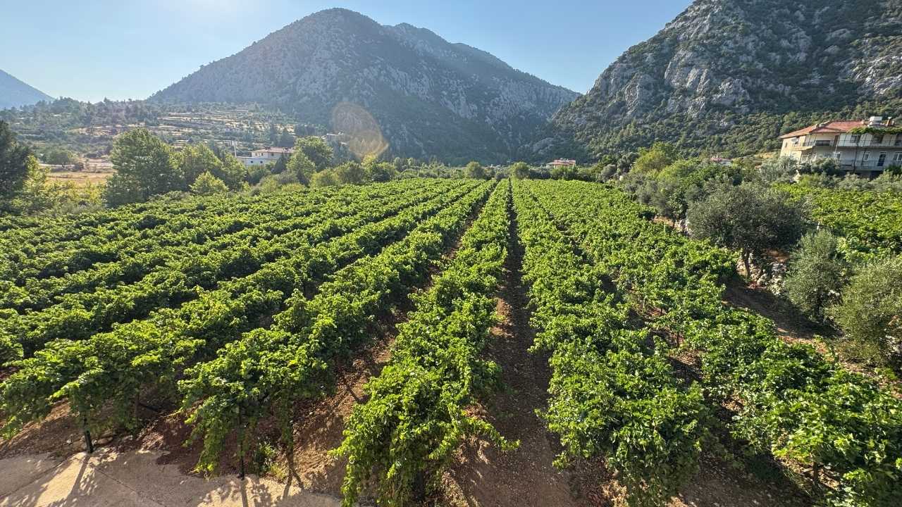 Antalya Akseki’nin Üzüm Bağlarında Hasat Heyecanı Başladı 3
