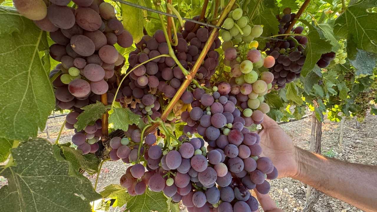 Antalya Akseki’nin Üzüm Bağlarında Hasat Heyecanı Başladı 4