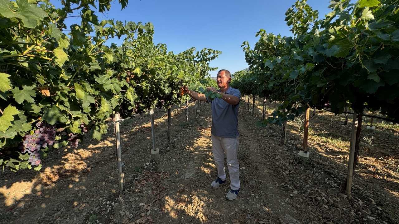 Antalya Akseki’nin Üzüm Bağlarında Hasat Heyecanı Başladı 5