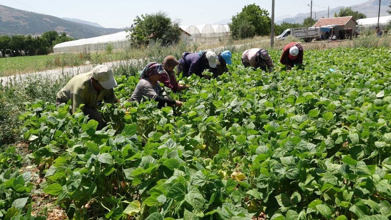 Burdur'da Fasulye Üreticisinin Çığlığı! Maliyeti 30, Satışı 25 Lira 2