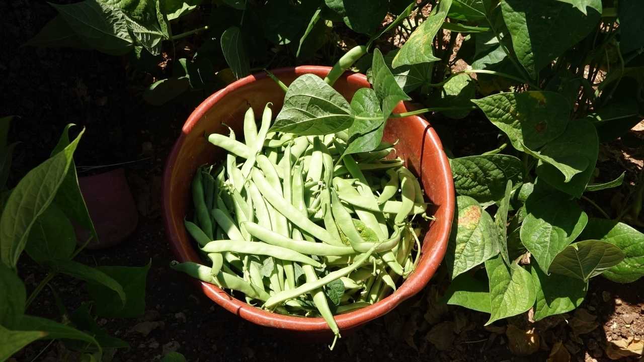 Burdur'da Fasulye Üreticisinin Çığlığı! Maliyeti 30, Satışı 25 Lira 3