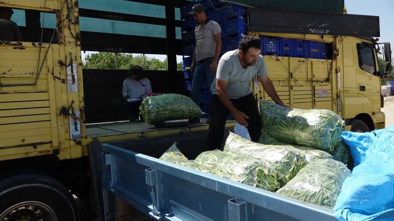 Burdur'da Fasulye Üreticisinin Çığlığı! Maliyeti 30, Satışı 25 Lira 4