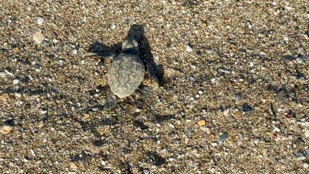 Gazipaşa Sahillerinde Caretta Nöbeti (1)