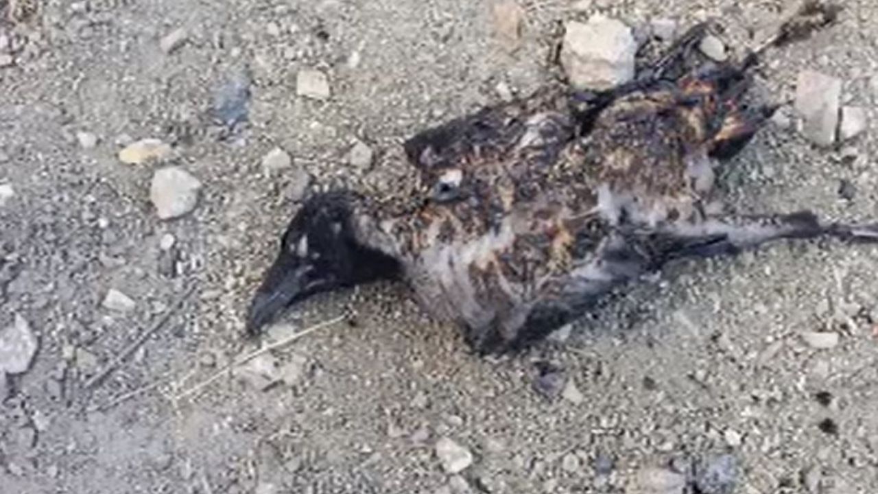 Isparta’da Şaşırtan Yangın! Sadece Bir Kuş Sebep Oldu (2)