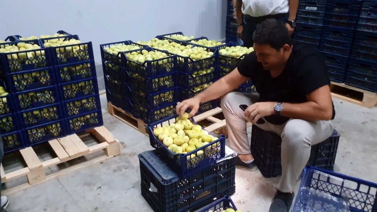 Mersin’de Mut Beyazı İhracatta Rekor Kırıyor 2