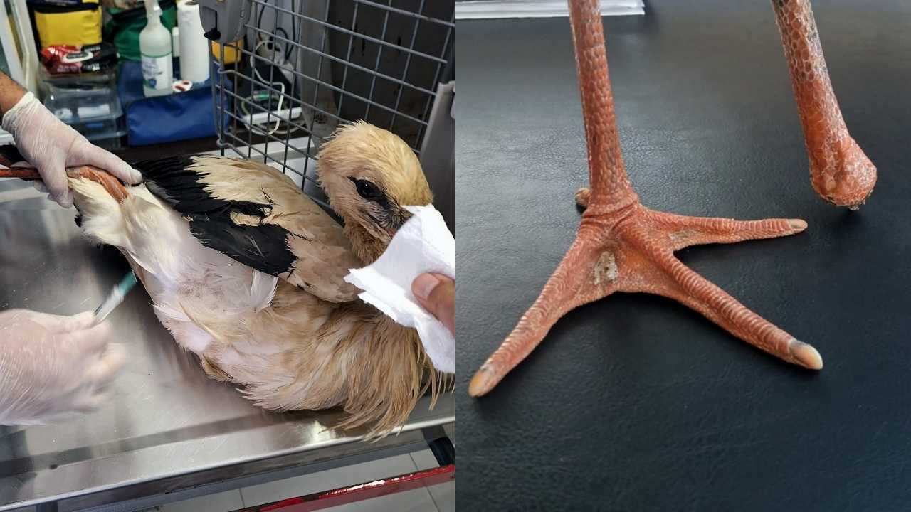 Mersin’de Yangından Kaçan Yaralı Leylek Koruma Altında2