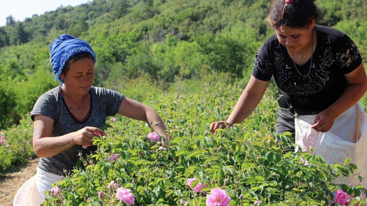 Zirai Don Isparta’nın Gülünü Vurdu4