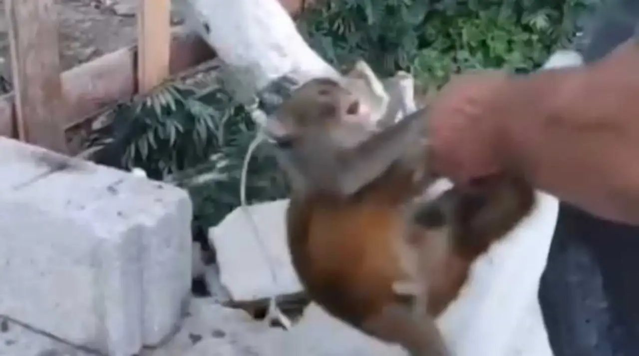 akdenizgercekhatayda-siddet-goren-tatli-maymun-kurtarildi3.webp