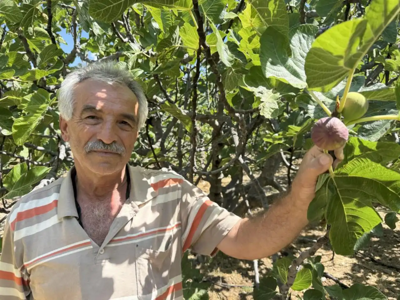 antalyada-siyah-incir-hasadi-25-gun-gecikti-verim-yuzde-75-azaldi-2.webp