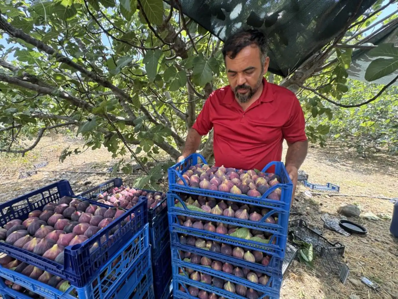 antalyada-siyah-incir-hasadi-25-gun-gecikti-verim-yuzde-75-azaldi-3.webp