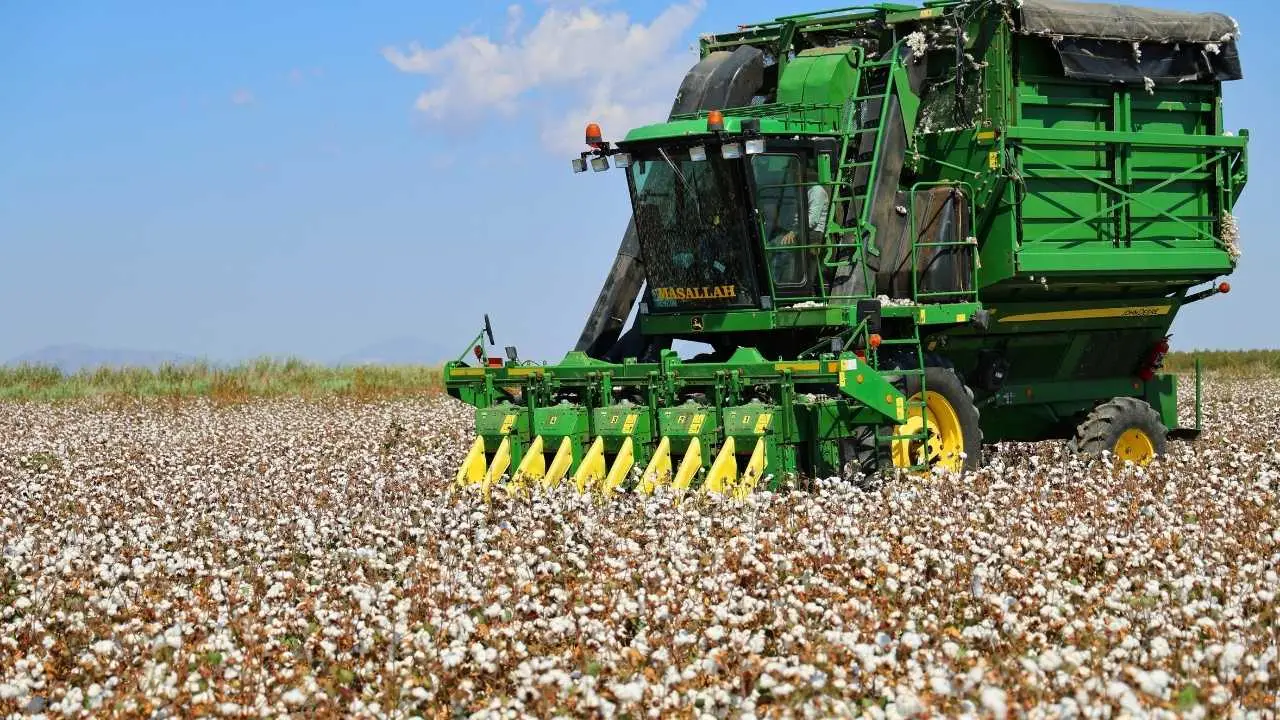 akdenizgercekadanada-pamuk-hasadi-basladi4.webp