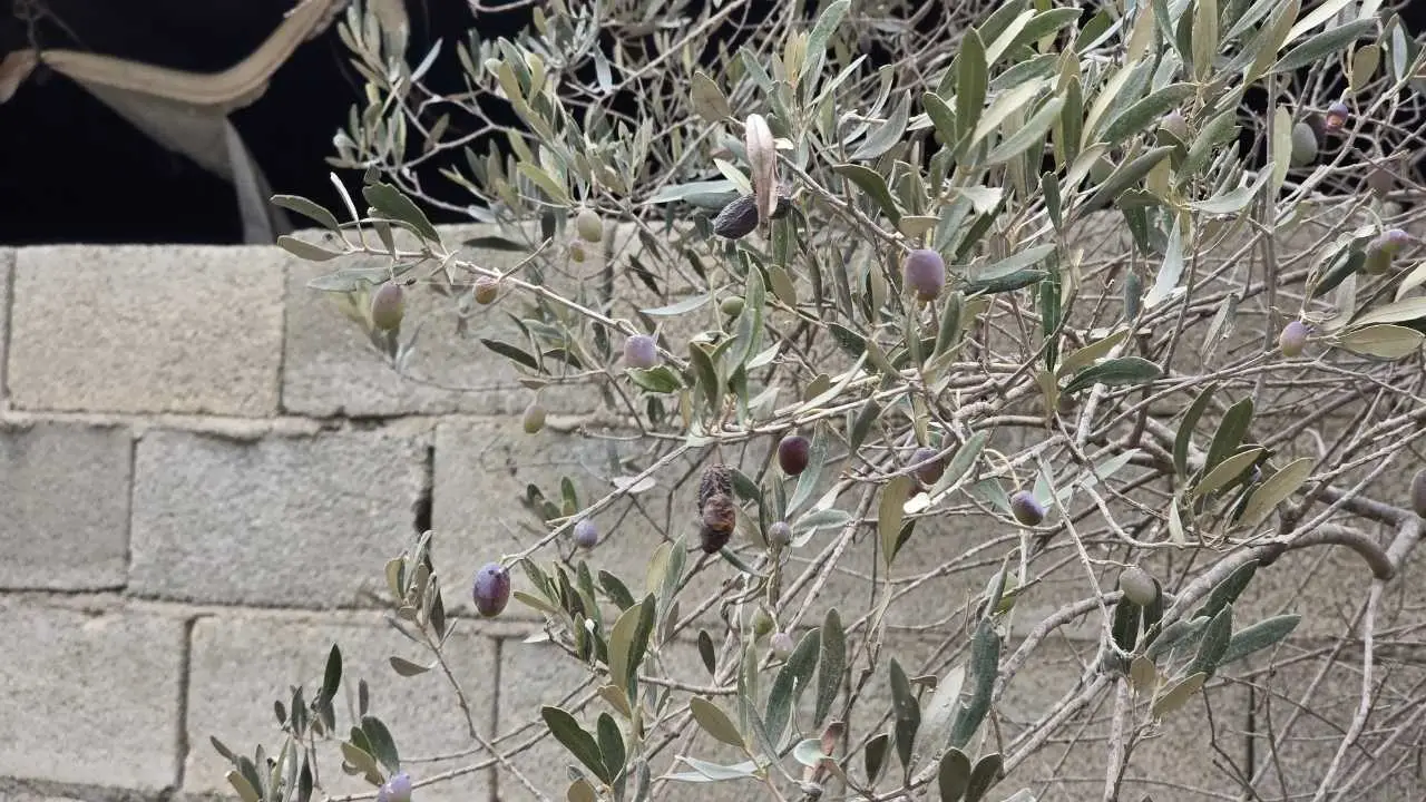 akdenizgercekhatayda-kuraklik-meshur-halhali-zeytinini-vurdu5.webp