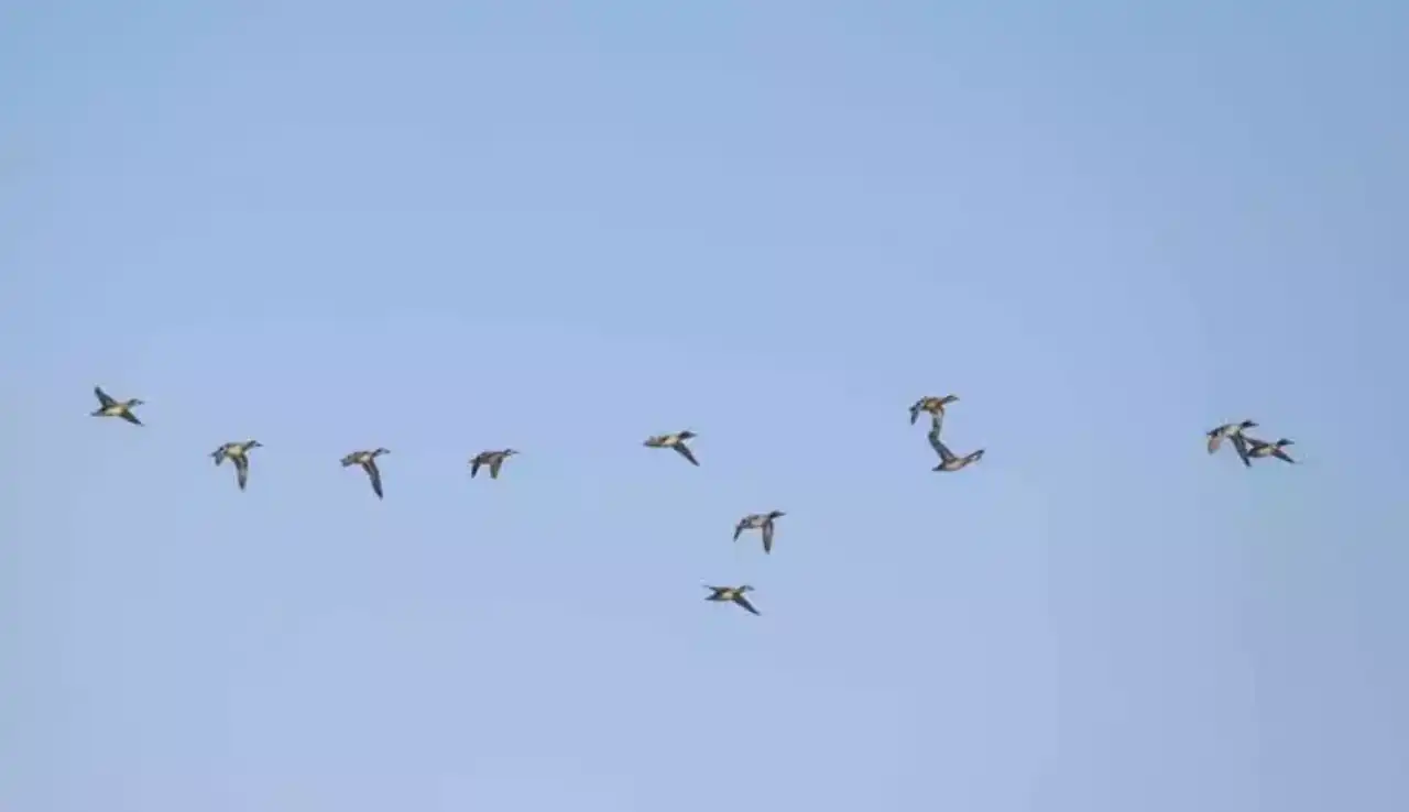 orman-yanginlari-kuslari-olumsuz-etkiledi-goc-yollari-degisti-3.webp