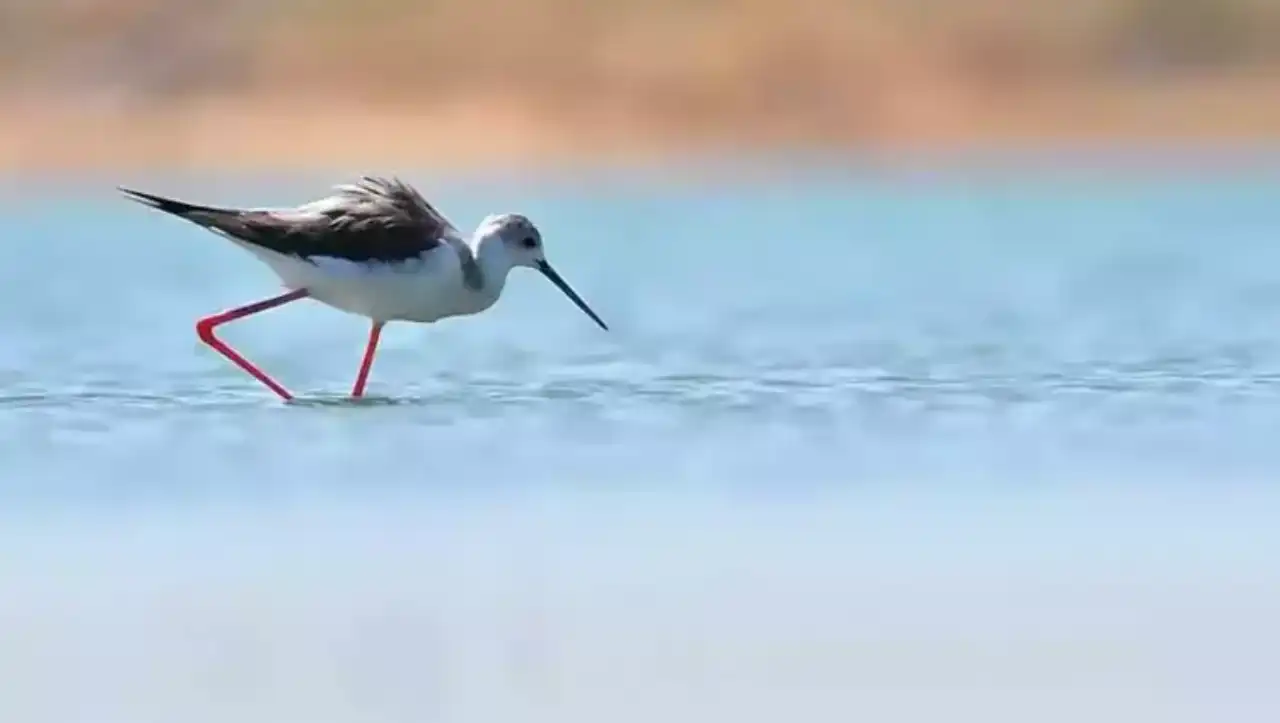 orman-yanginlari-kuslari-olumsuz-etkiledi-goc-yollari-degisti.webp