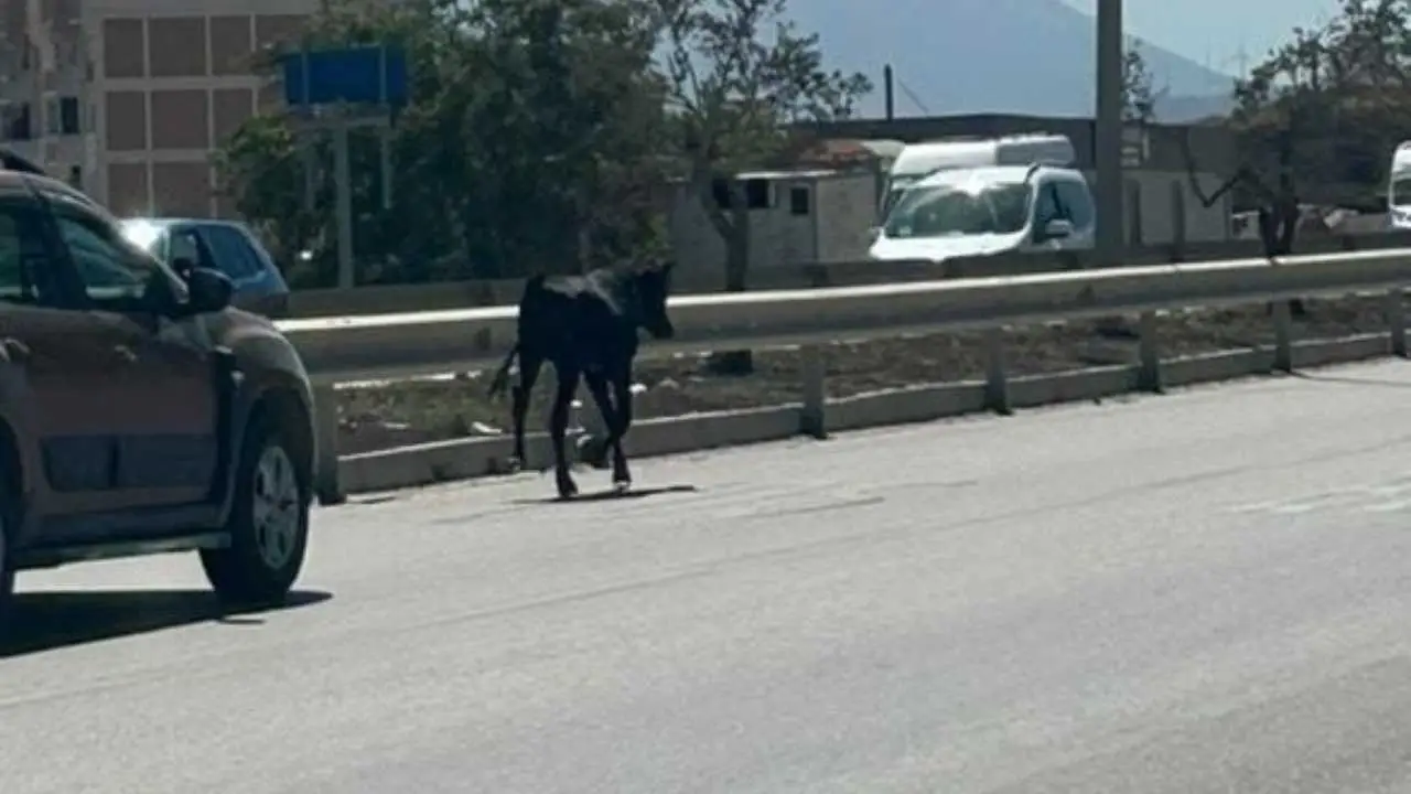 akdenizgercekhatayda-sahibinden-kacan-buzagi-trafigi-birbirine-katti2.webp