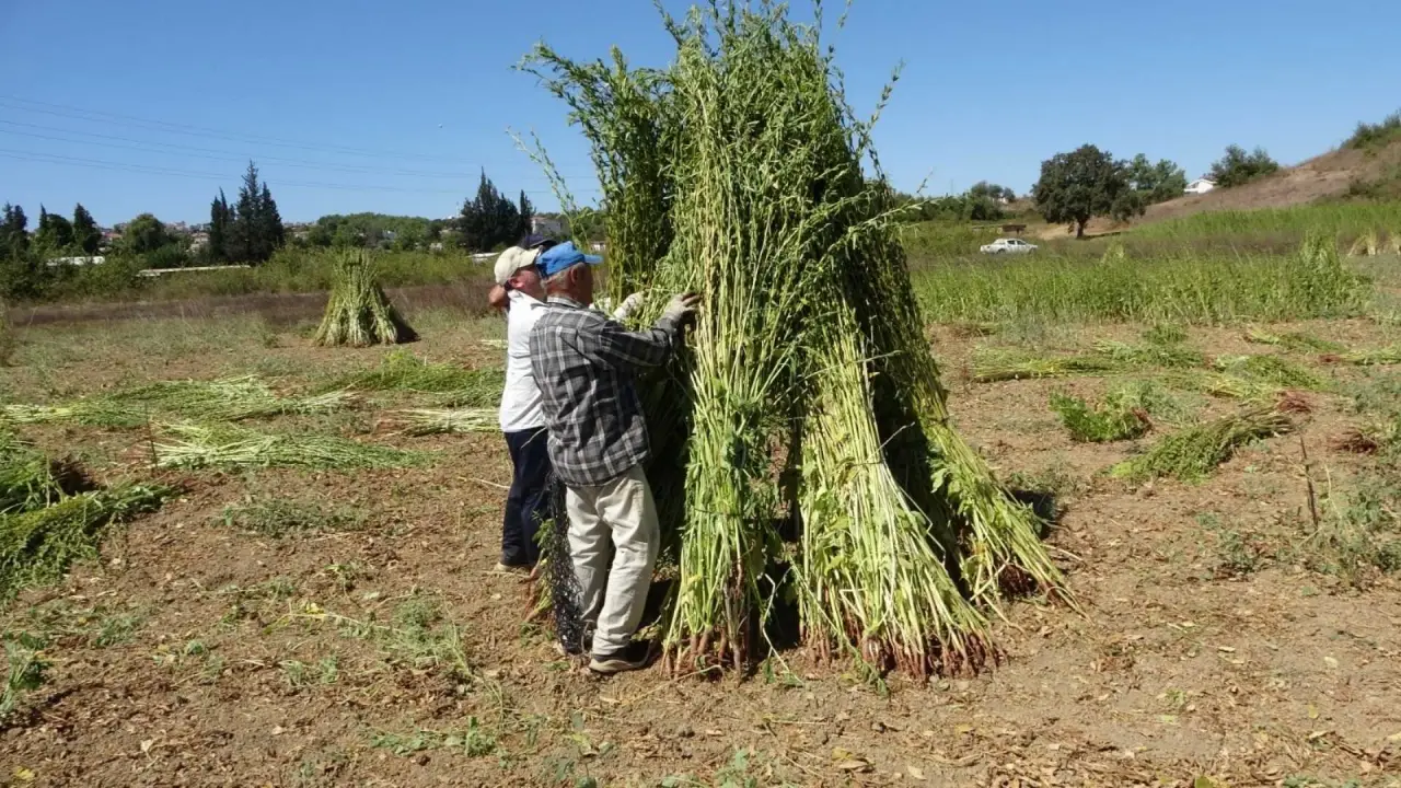 akdenizgercekaltin-degerindeki-susamin-hasadi-manavgatta-basladi1.webp