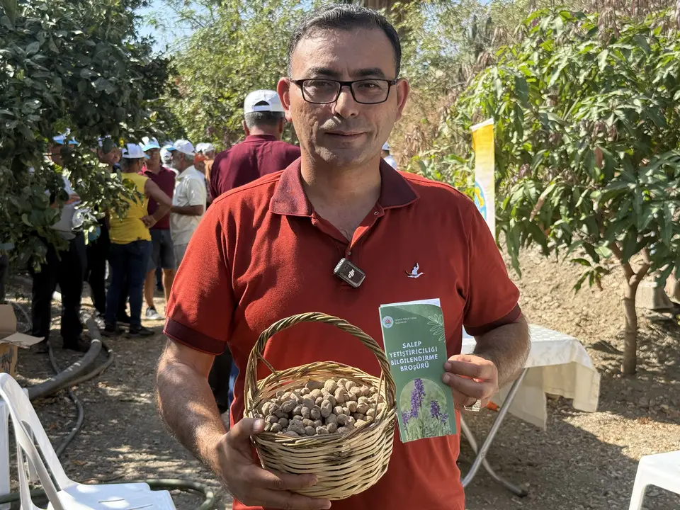 alanyada-salep-toprakla-bulustu-ilk-hasat-2026da-3.webp