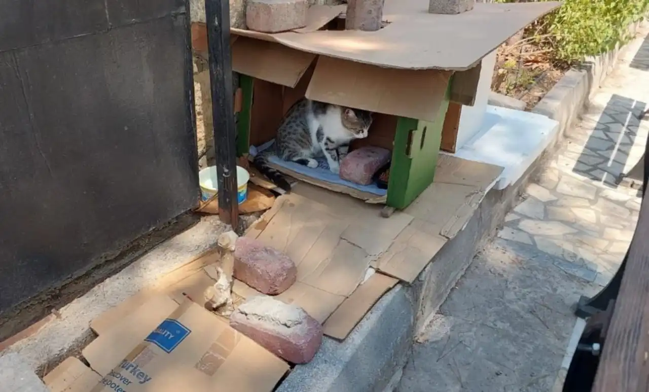 antalyada-camide-bulunan-kedi-kulubesi-defalarca-cope-atildi.webp