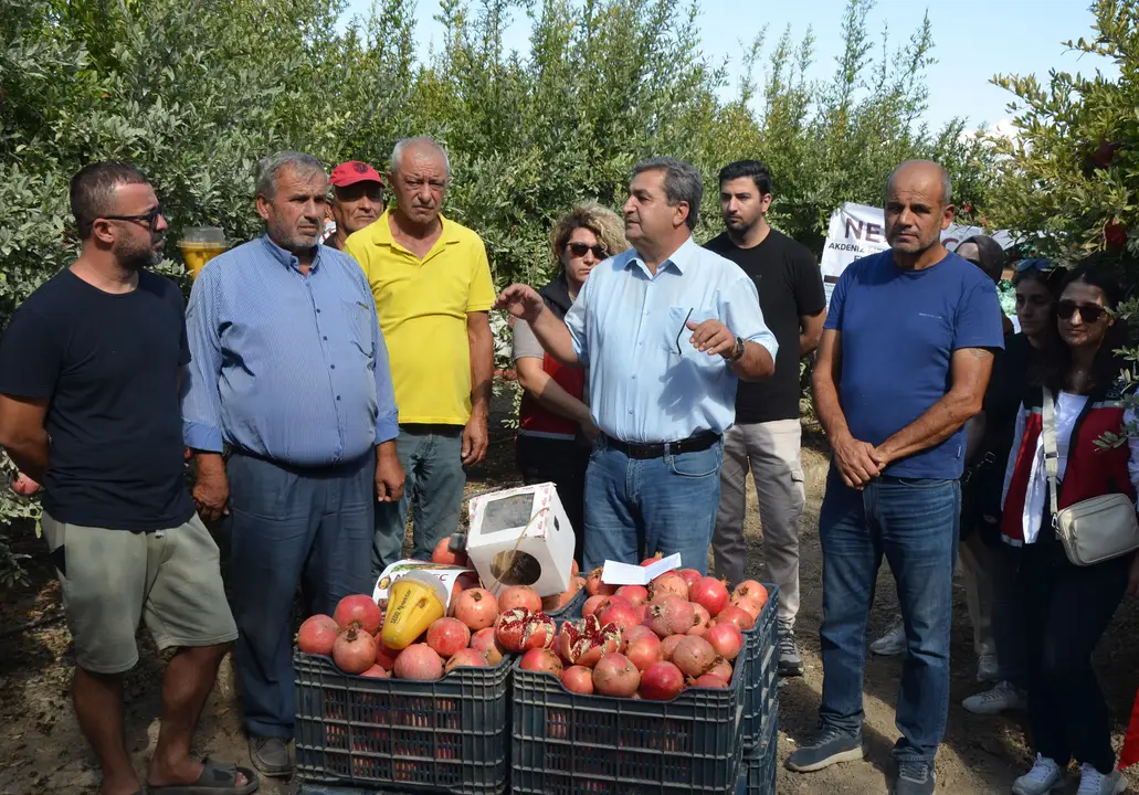 hasat-basladi-serikte-34-bin-ton-nar-toplanacak-ureticiye-biyolojik-destek-ne-kadar-2.webp
