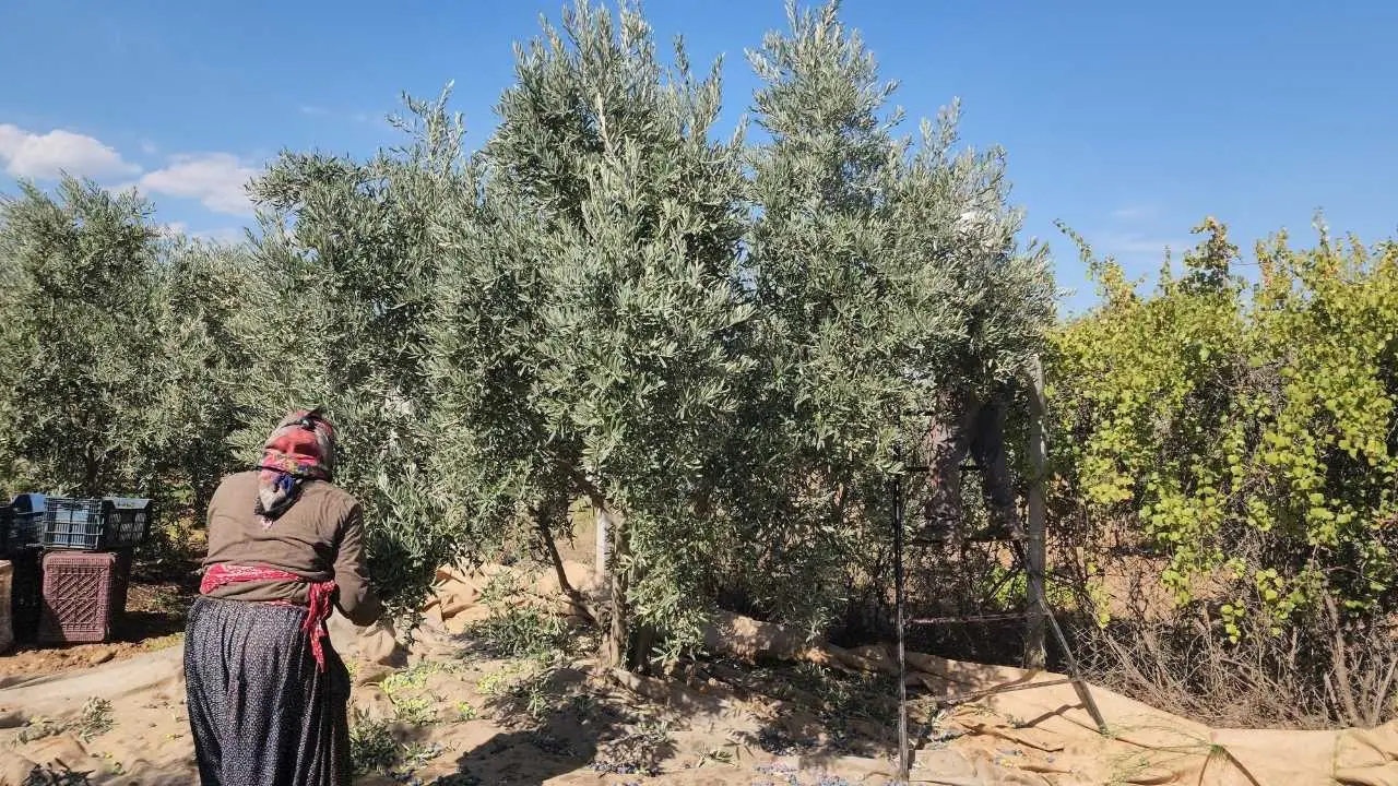 akdenizgercekhatayda-zeytin-2.webp