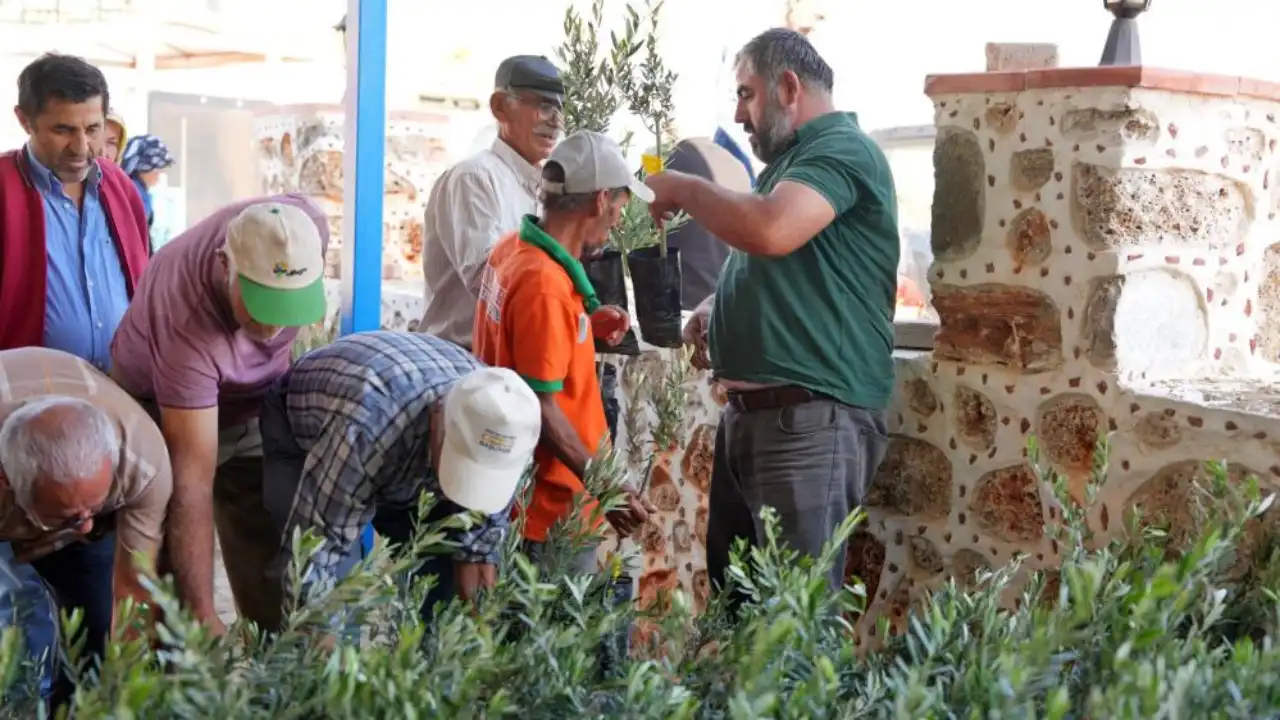 alanya-belediyesinden-yanginzedelere-10-bin-zeytin-fidani-destegi-3.webp