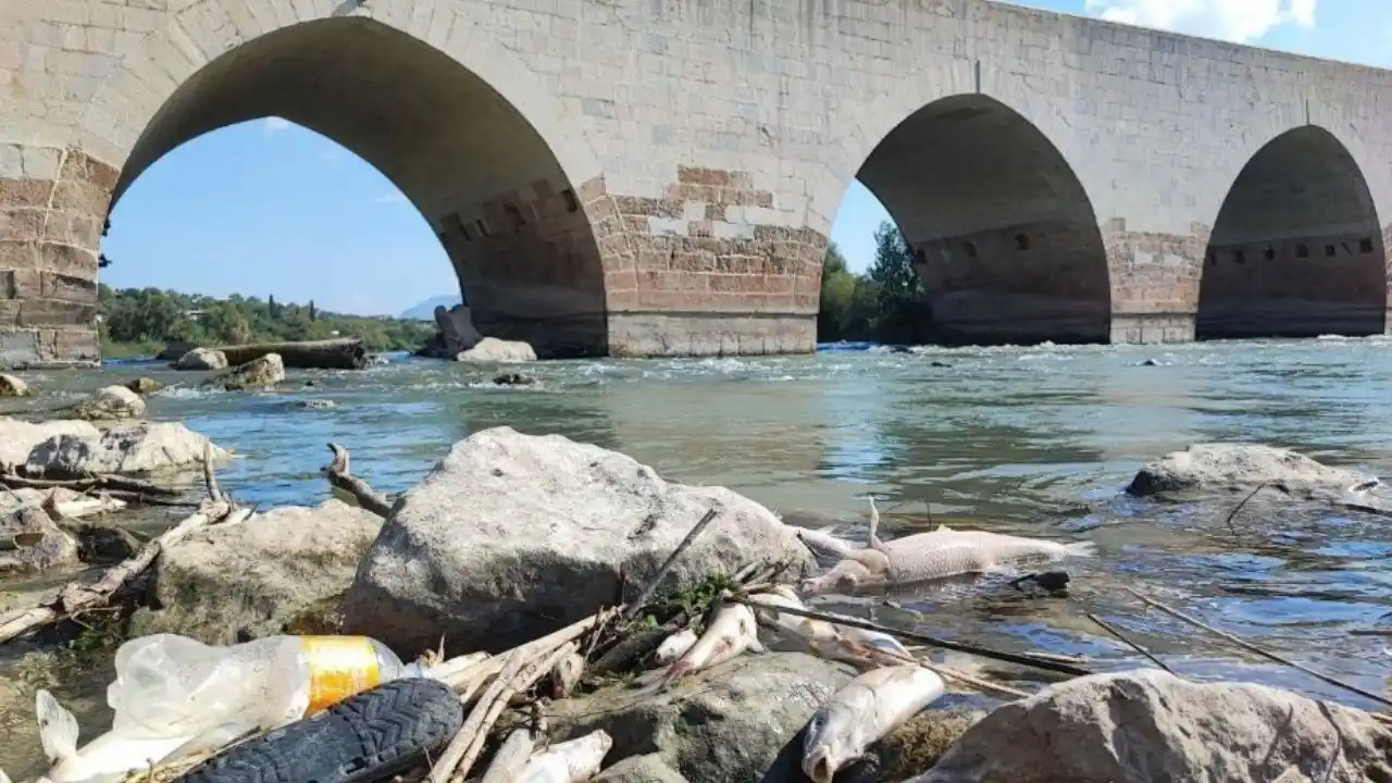 adanada-ceyhan-nehrinde-gizemli-balik-olumleri-yuzlerce-balik-telef-oldu.webp