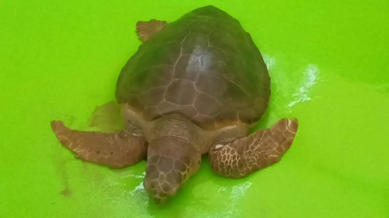 antalyada-yarali-halde-bulunan-caretta-caretta-tedavisi-sonrasi-dogaya-dondu-2.webp