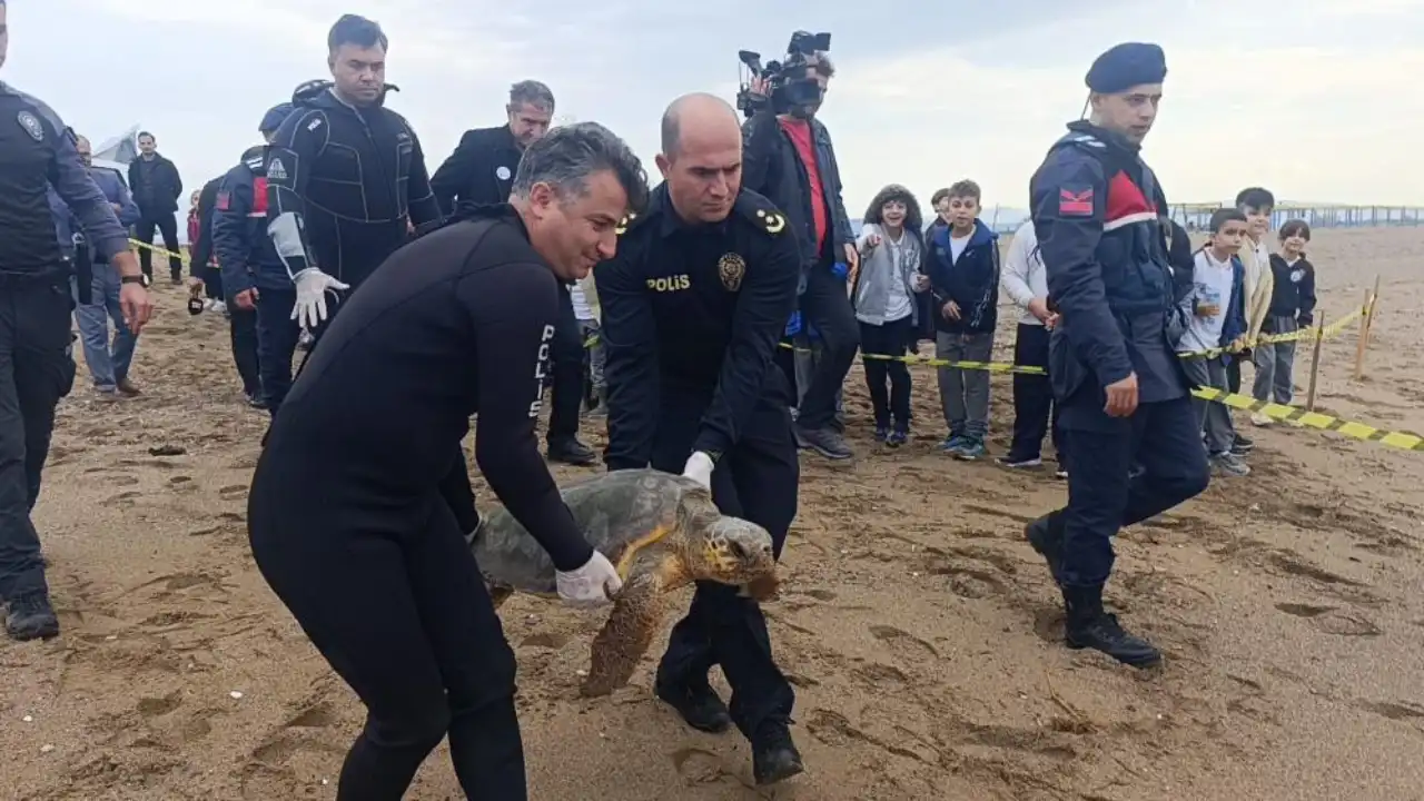 antalyada-yarali-halde-bulunan-caretta-caretta-tedavisi-sonrasi-dogaya-dondu-3.webp
