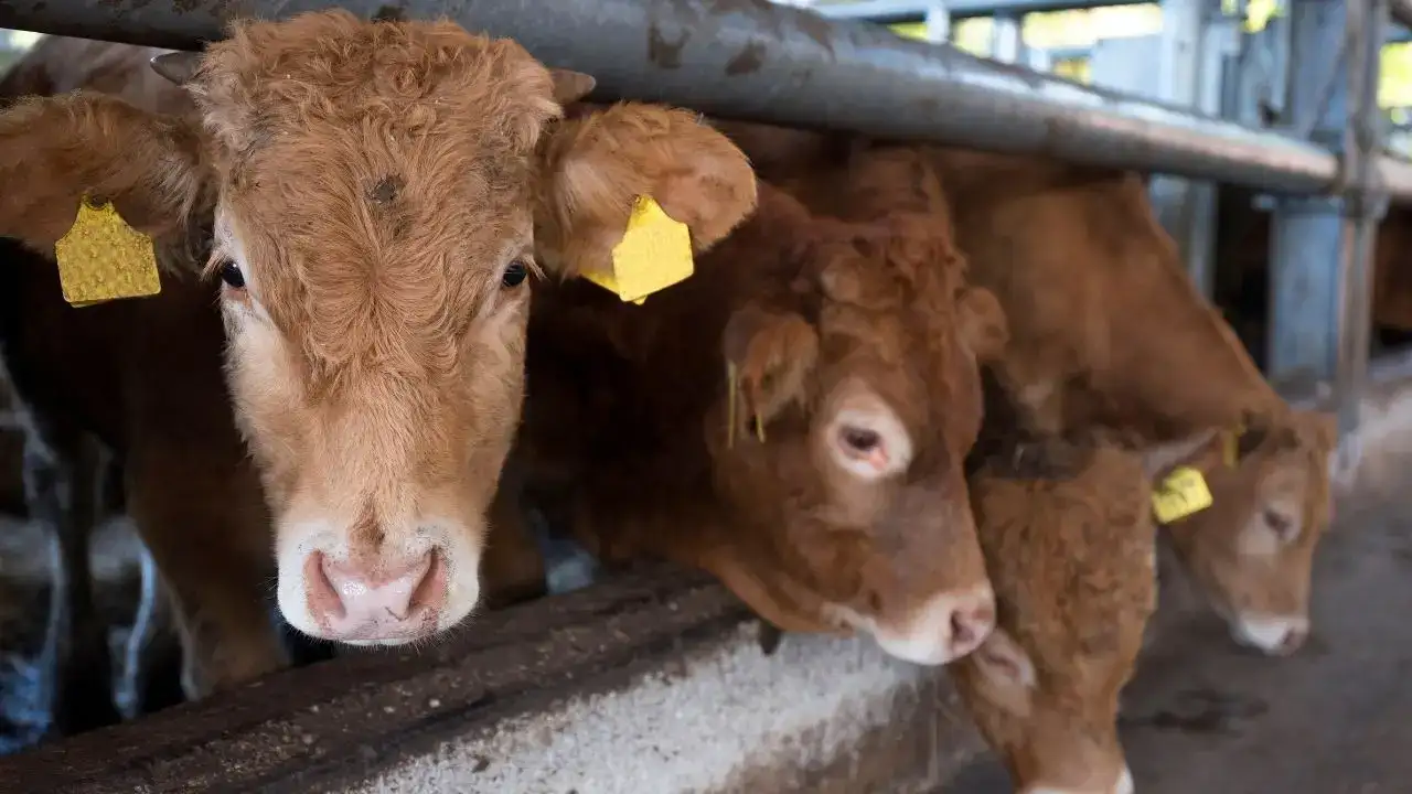 antalyada-uretici-net-konustu