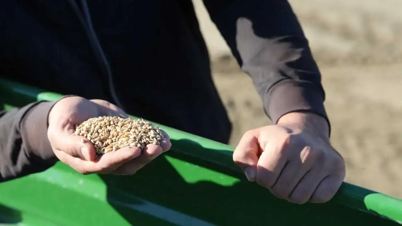 akdenizgercekgozu-yagmurda2