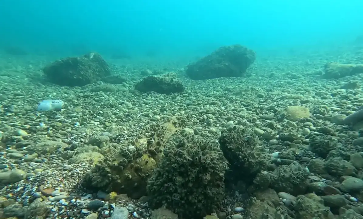 antalya-korfezinde-istilaci-midye-ve-istiridye-alarmi-yerli-deniz-kestaneleri-yok-oldu