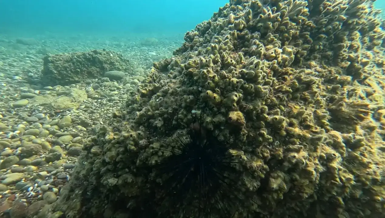 antalya-korfezinde-istilaci-midye-ve-istiridye-alarmi-yerli-deniz-kestaneleri-yok-oldu