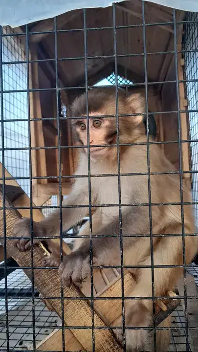 antalyadaki-kacakcilik-baskinlarinda-surpriz-depolardan-icki-tutun-ve-maymun-cikti