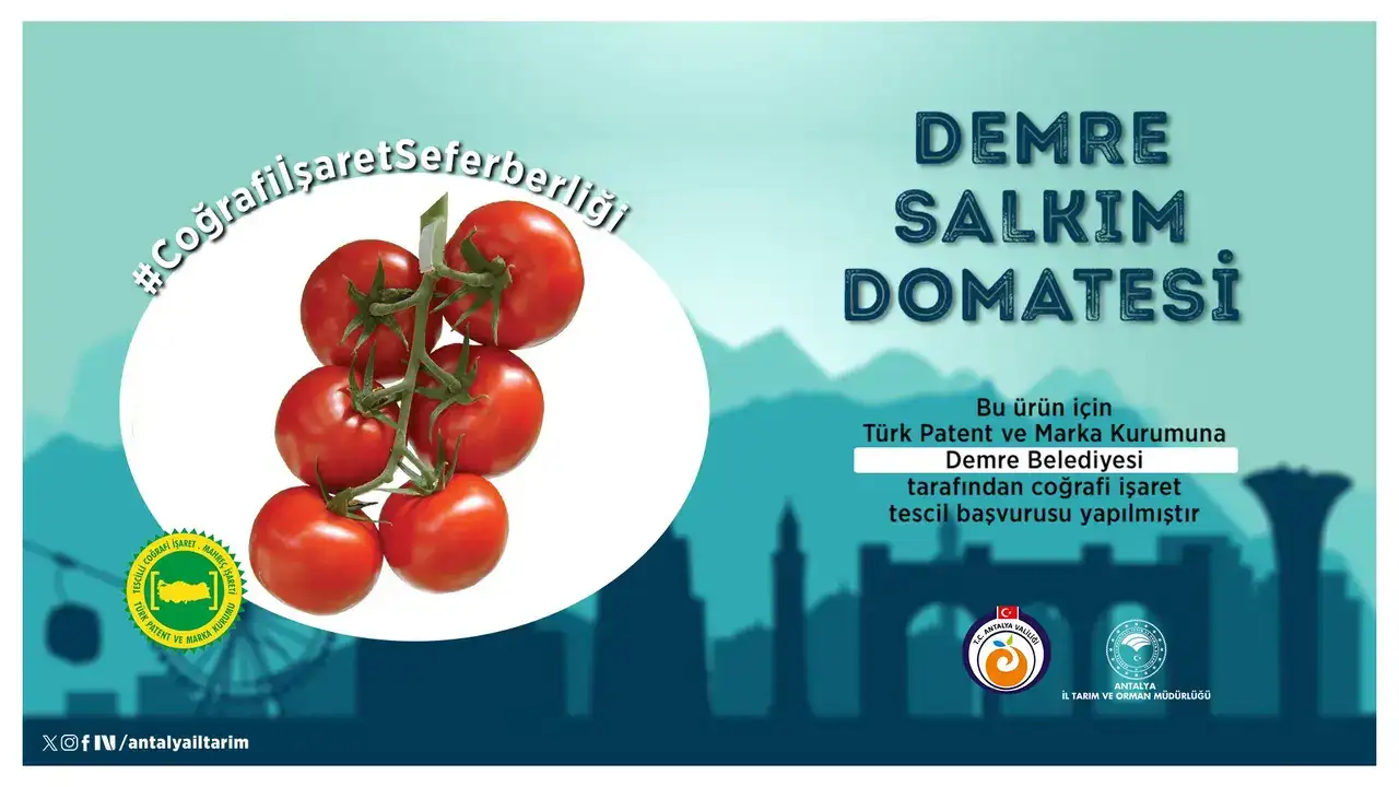 antalyanin-gururu-demre-salkim-domatesi-cografi-isaretle-tescillenecek
