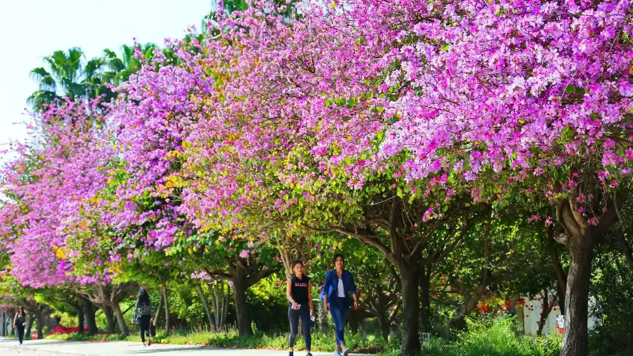 akdeniz-universitesi-o-siralamada-119-basamak-yukseldi