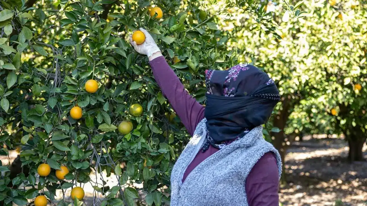 akdenizgercekkan-portakali-3