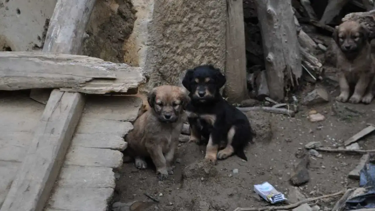 akdenizgercekkoyluyu-ayaga-kaldirdi3