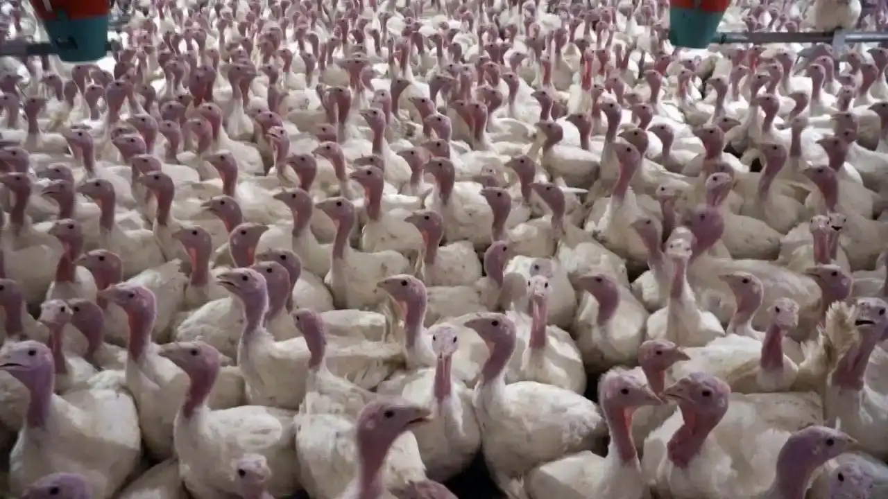 antalyada-yilbasi-hindisi-fiyatlari-belli-oldu-zam-yapilacak-mi-1