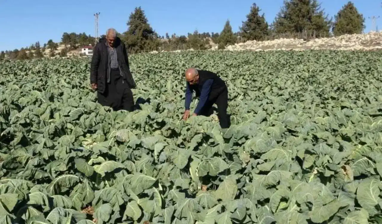 akdenizgercekmersinde-corapla-2