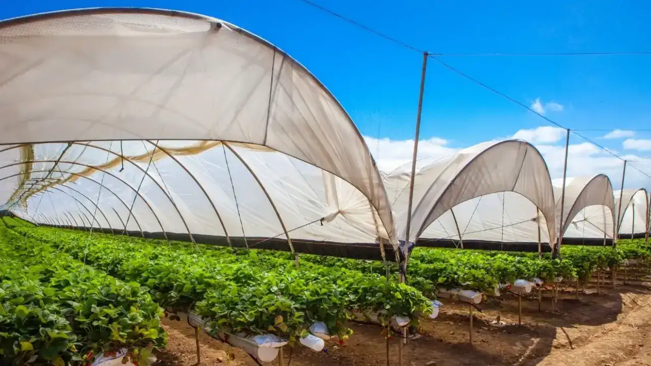 mhp-antalya-milletvekili-durgun-ciftci-zor-durumda-maliyetin-altinda-satis-yapiyor