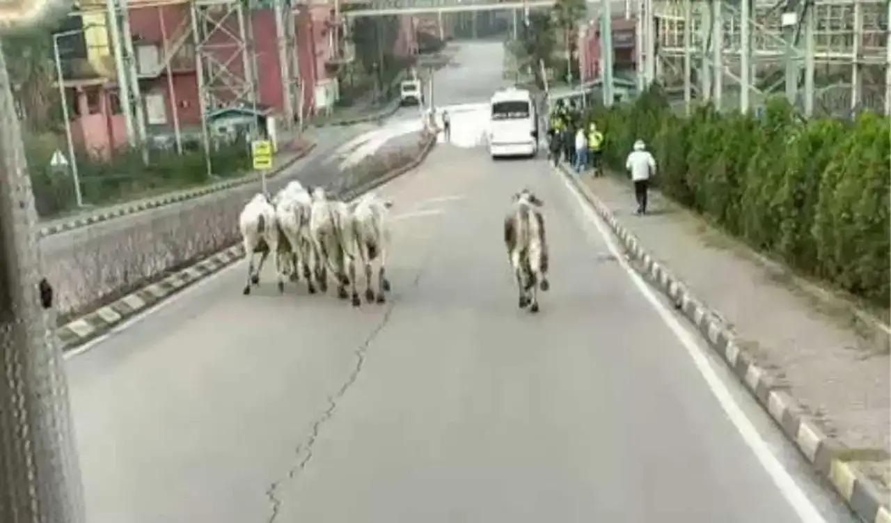 akdenizgercektirdan-kacan-2