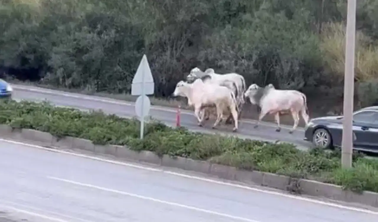 akdenizgercektirdan-kacan-3