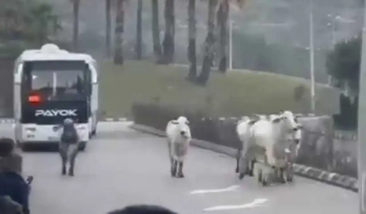 akdenizgercektirdan-kacan-4