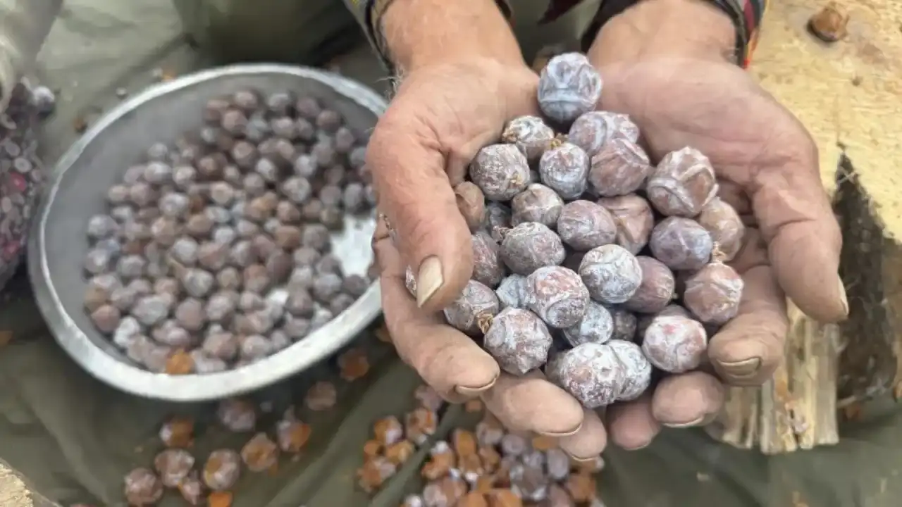 toroslardan-gelen-sifa-topladiklari-kozalaklari-saatlerce-kaynatiyorlar