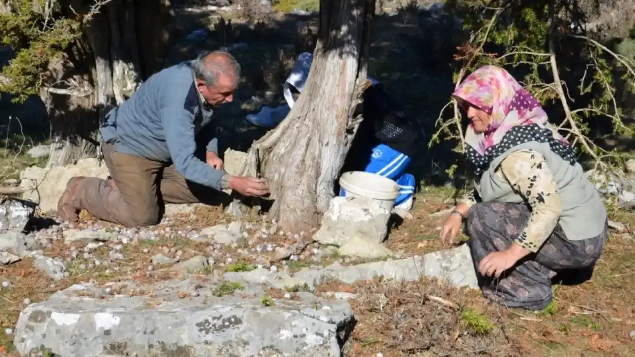 toroslardan-gelen-sifa-topladiklari-kozalaklari-saatlerce-kaynatiyorlar